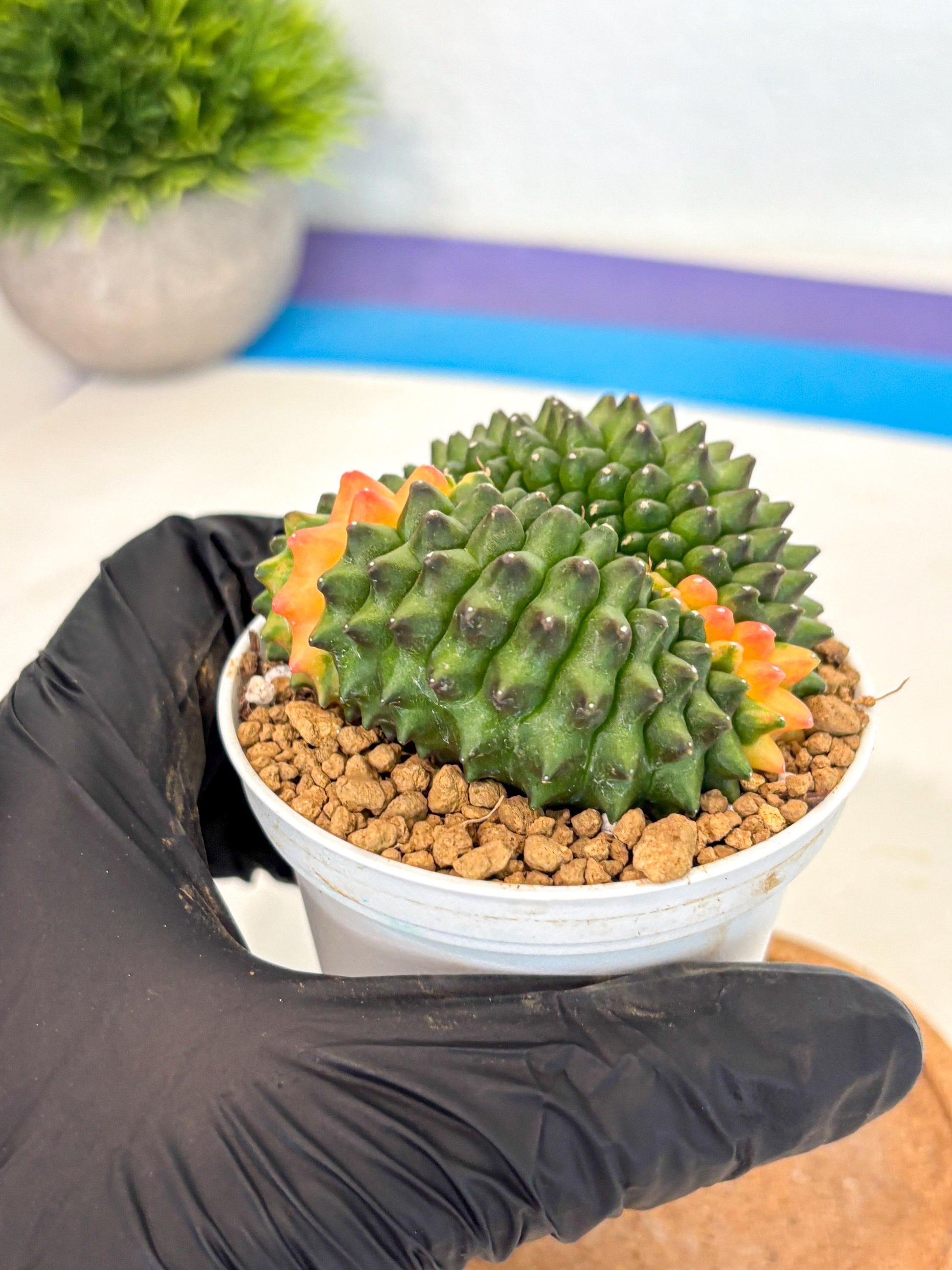 Gymnocalycium Inermis Cristata (gy9) (p4) | Variegated Cactus