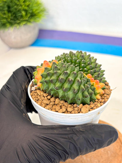 Gymnocalycium Inermis Cristata (gy9) (p4) | Variegated Cactus