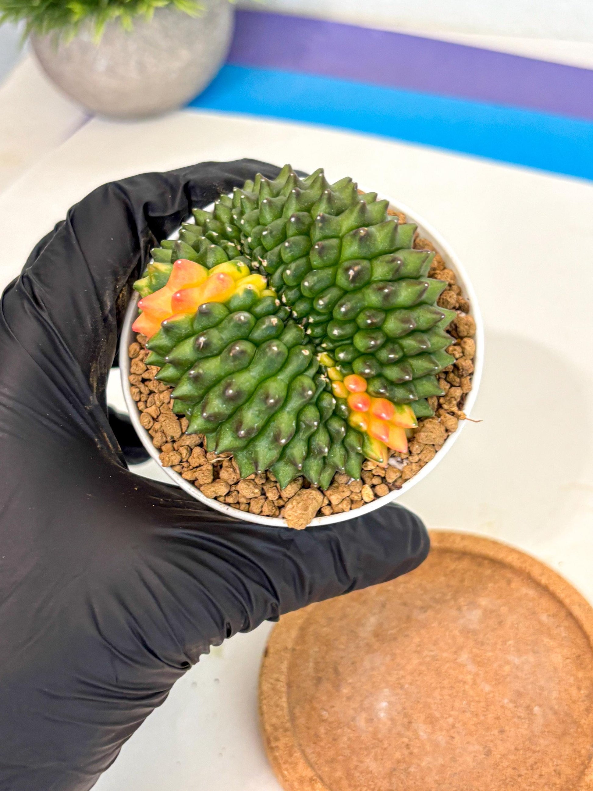 Gymnocalycium Inermis Cristata (gy9) (p4) | Variegated Cactus
