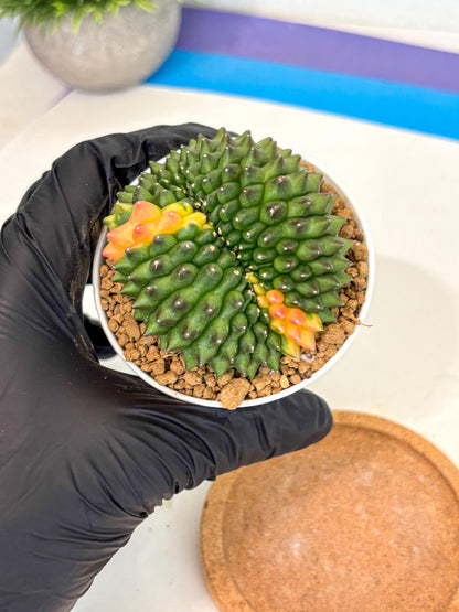 Gymnocalycium Inermis Cristata (gy9) (p4) | Variegated Cactus