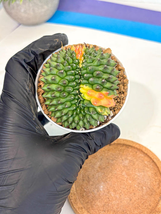 Gymnocalycium Inermis Cristata (gy9) (p4) | Variegated Cactus