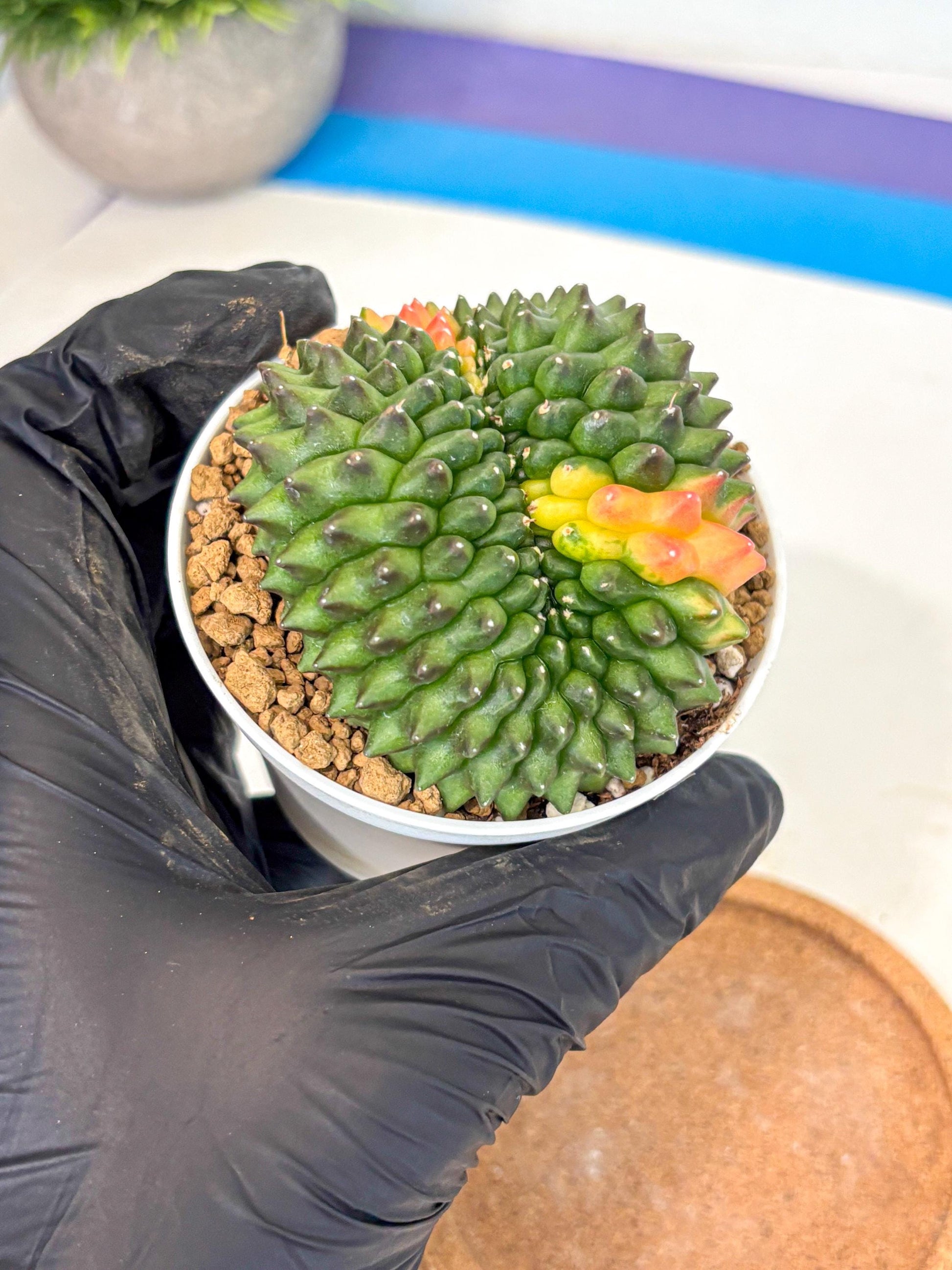 Gymnocalycium Inermis Cristata (gy9) (p4) | Variegated Cactus