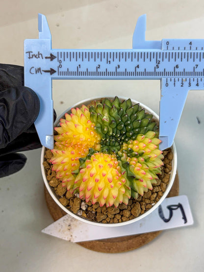 Gymnocalycium Inermis Cristata (gy9) (p5) | Variegated Cactus