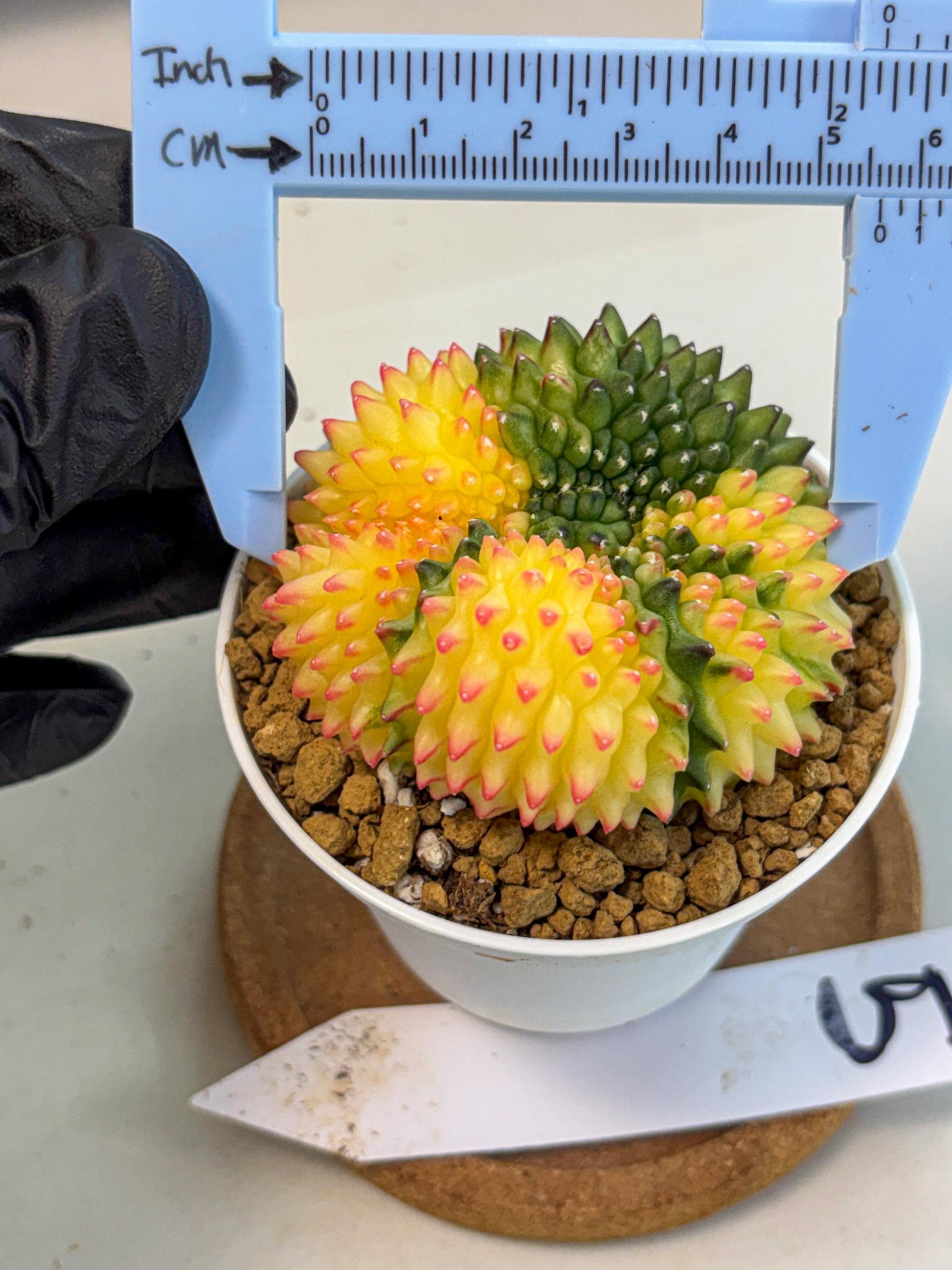 Gymnocalycium Inermis Cristata (gy9) (p5) | Variegated Cactus