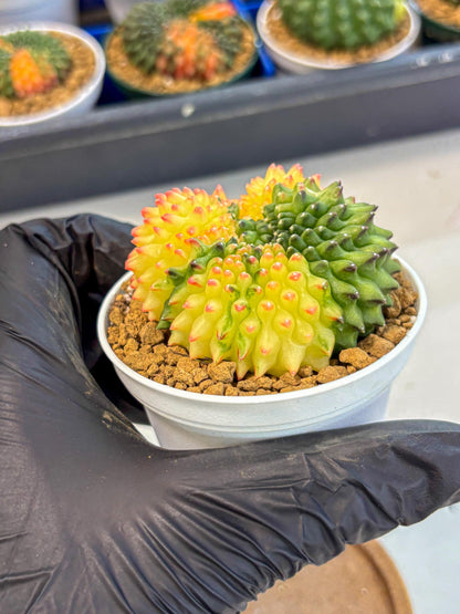 Gymnocalycium Inermis Cristata (gy9) (p5) | Variegated Cactus