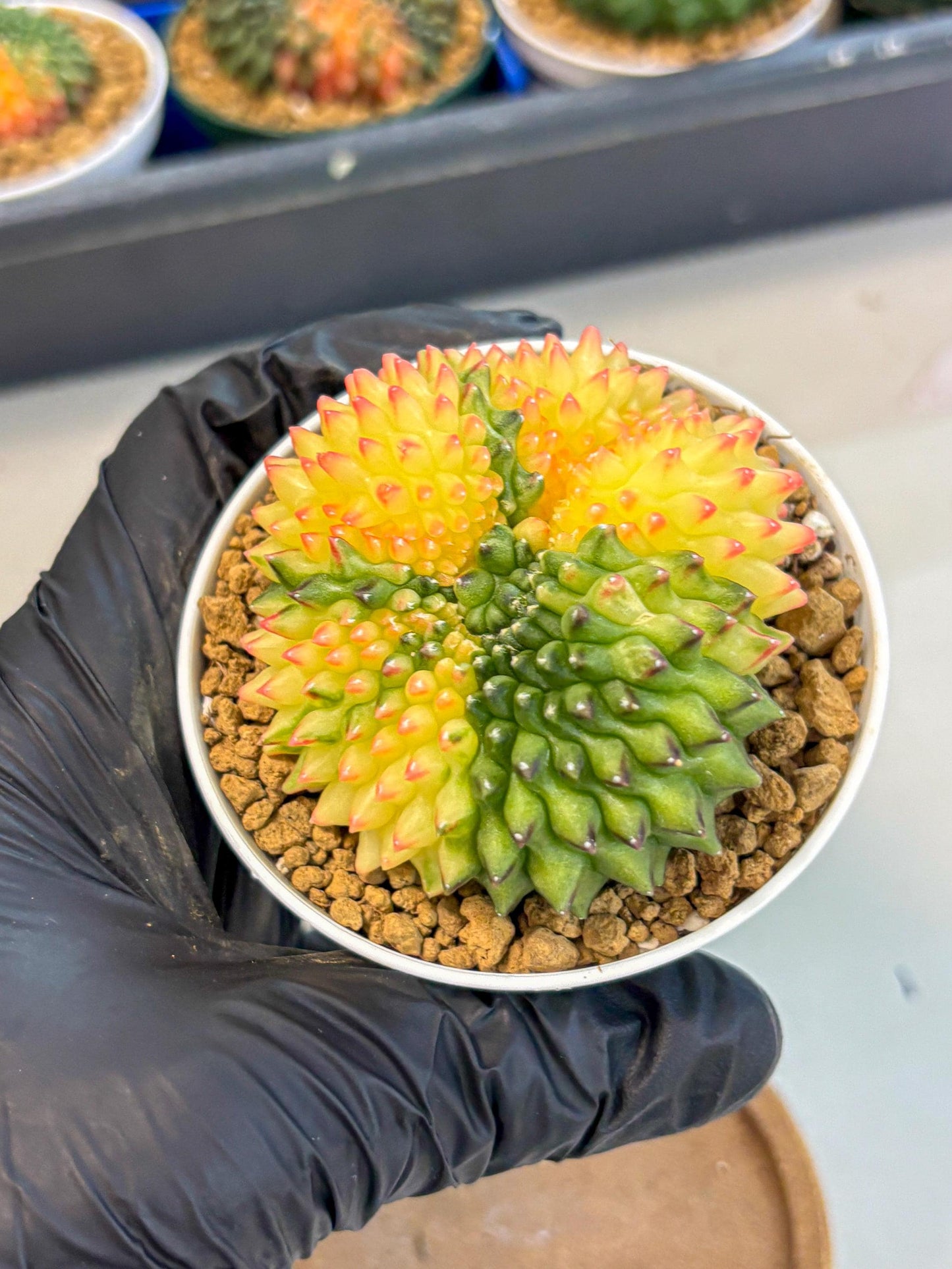 Gymnocalycium Inermis Cristata (gy9) (p5) | Variegated Cactus