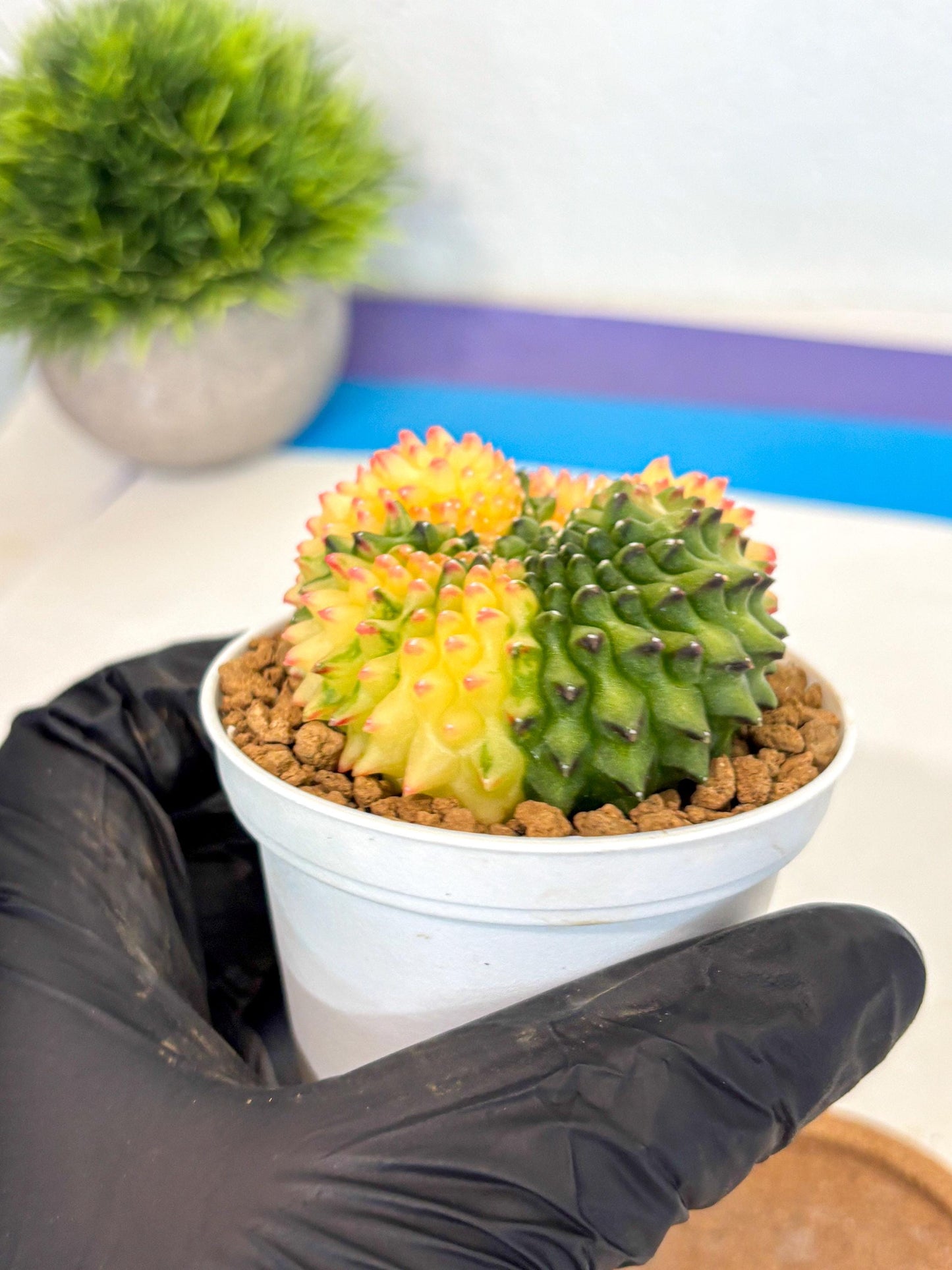 Gymnocalycium Inermis Cristata (gy9) (p5) | Variegated Cactus