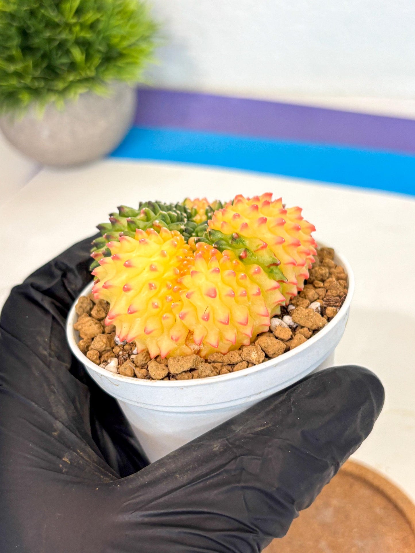 Gymnocalycium Inermis Cristata (gy9) (p5) | Variegated Cactus