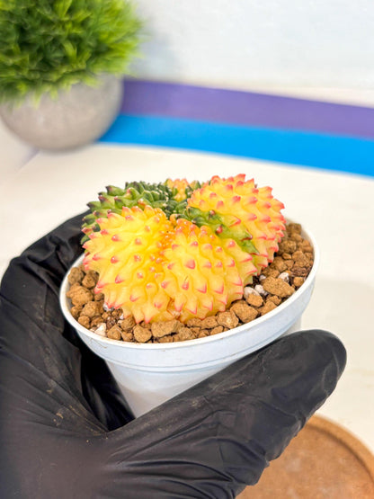 Gymnocalycium Inermis Cristata (gy9) (p5) | Variegated Cactus