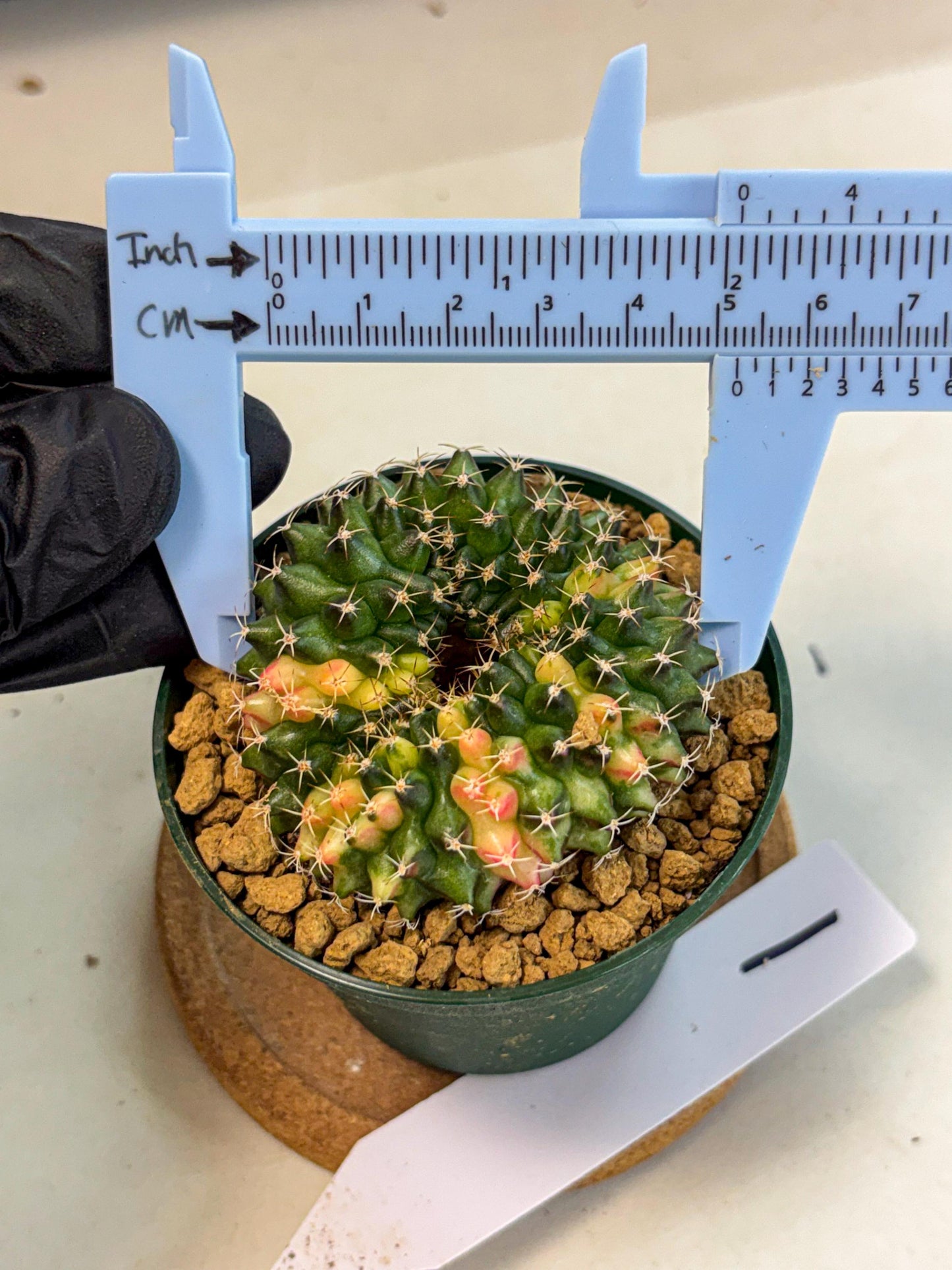 Gymnocalycium Inermis Cristata (gy9) (g1) | Variegated Cactus