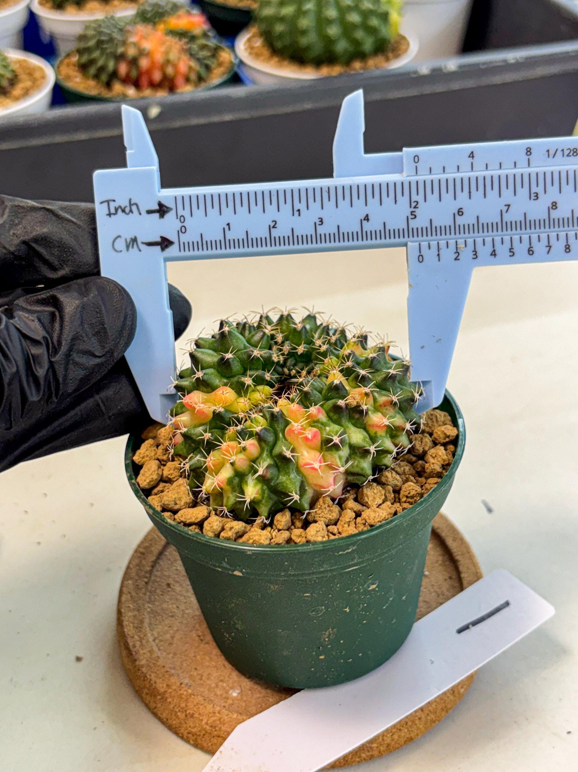 Gymnocalycium Inermis Cristata (gy9) (g1) | Variegated Cactus
