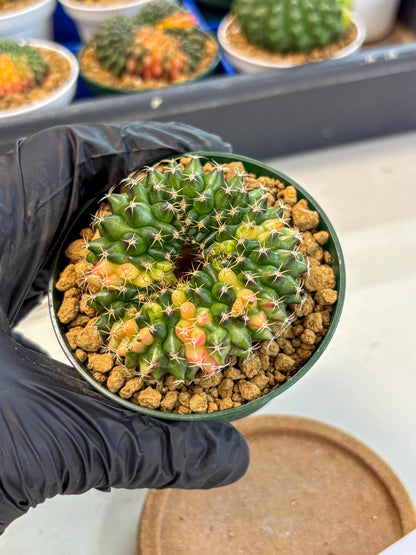 Gymnocalycium Inermis Cristata (gy9) (g1) | Variegated Cactus