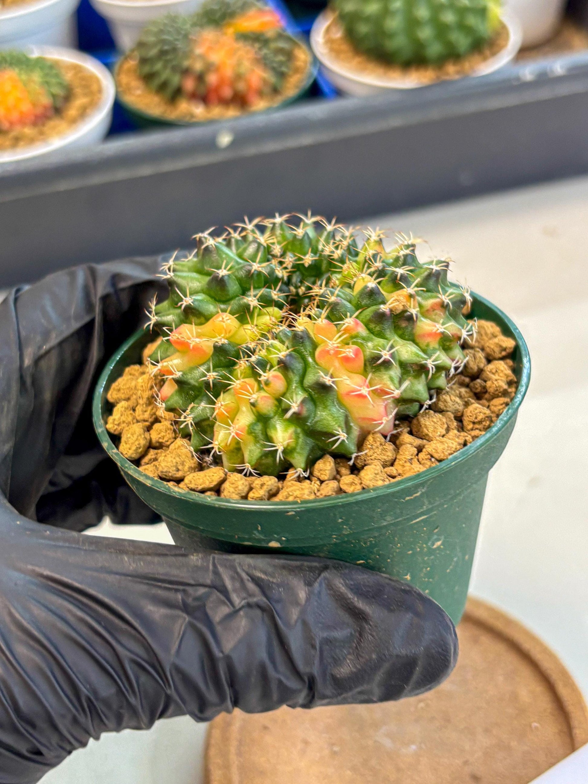 Gymnocalycium Inermis Cristata (gy9) (g1) | Variegated Cactus