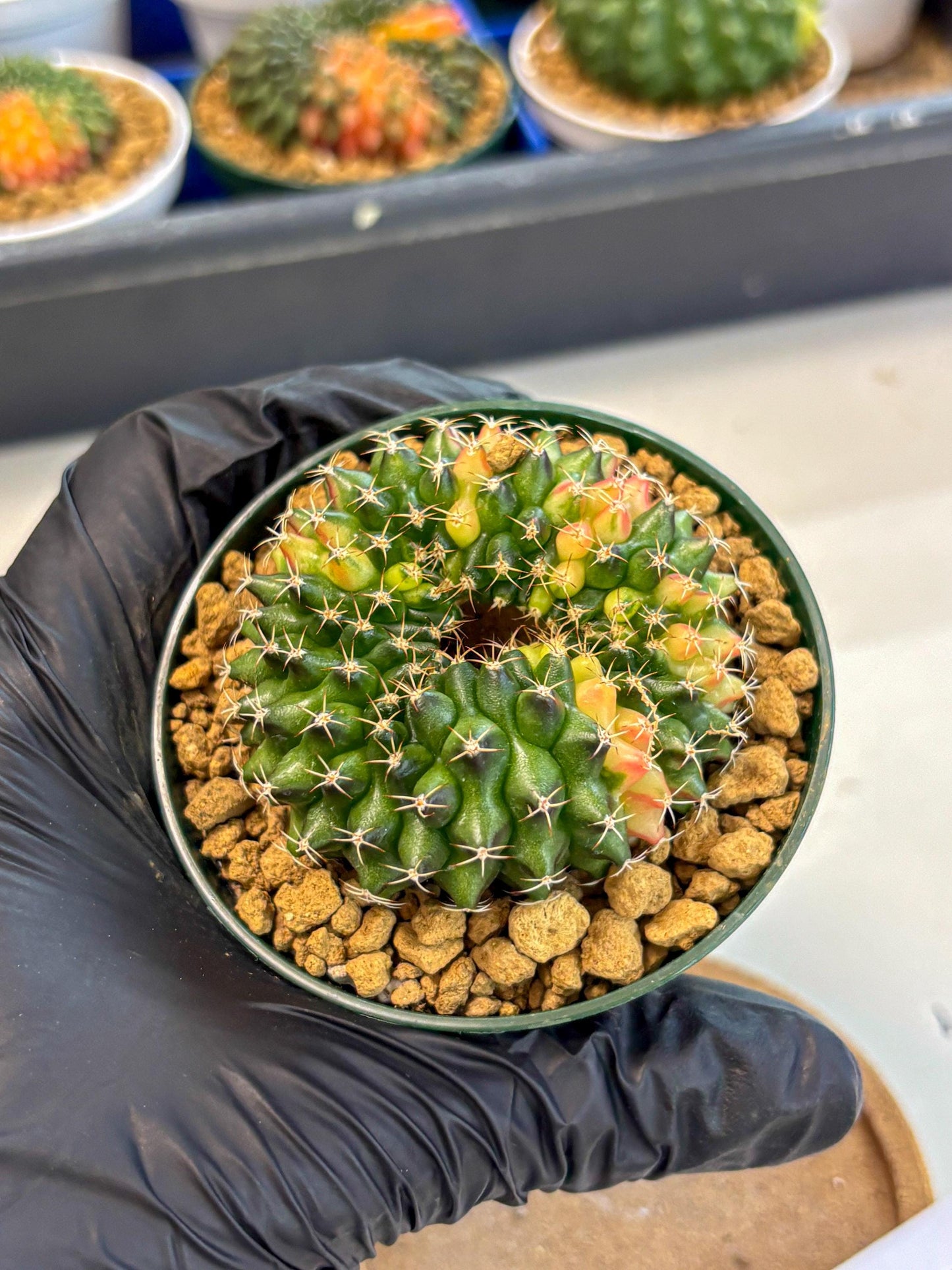 Gymnocalycium Inermis Cristata (gy9) (g1) | Variegated Cactus
