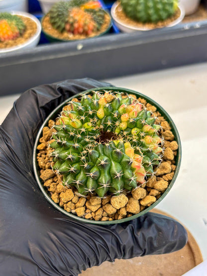 Gymnocalycium Inermis Cristata (gy9) (g1) | Variegated Cactus