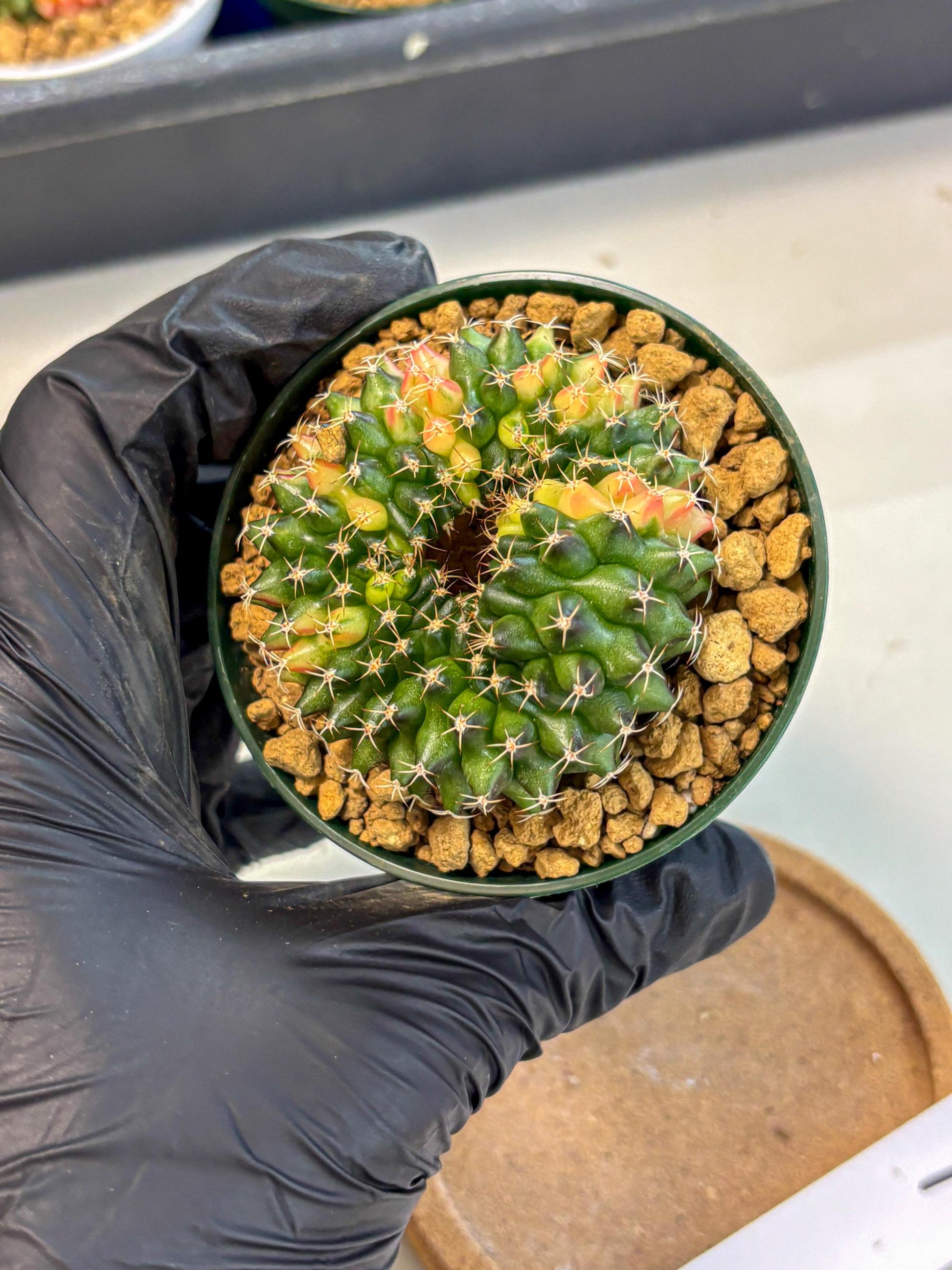 Gymnocalycium Inermis Cristata (gy9) (g1) | Variegated Cactus