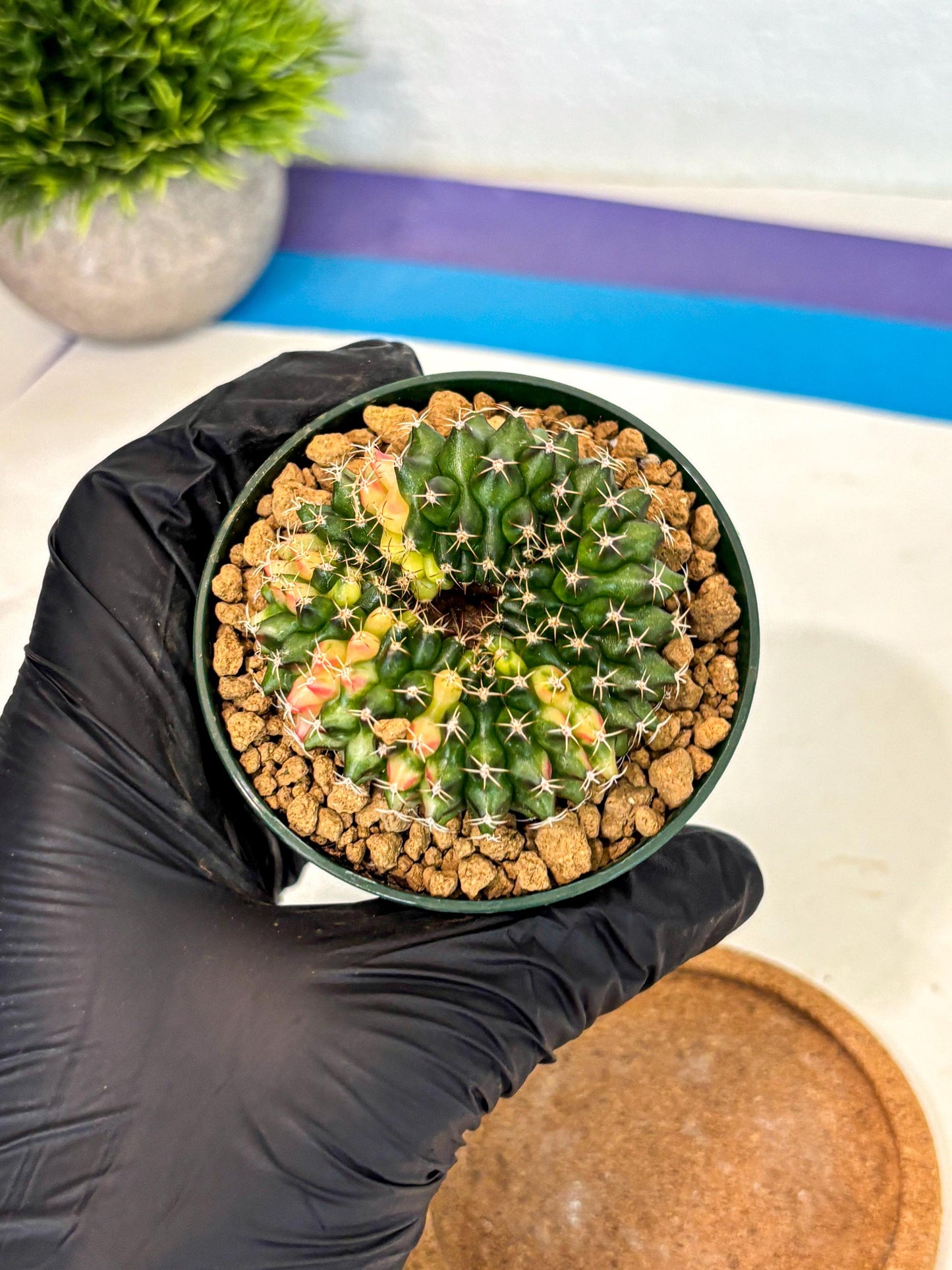 Gymnocalycium Inermis Cristata (gy9) (g1) | Variegated Cactus