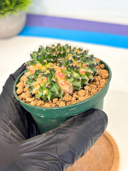 Gymnocalycium Inermis Cristata (gy9) (g1) | Variegated Cactus