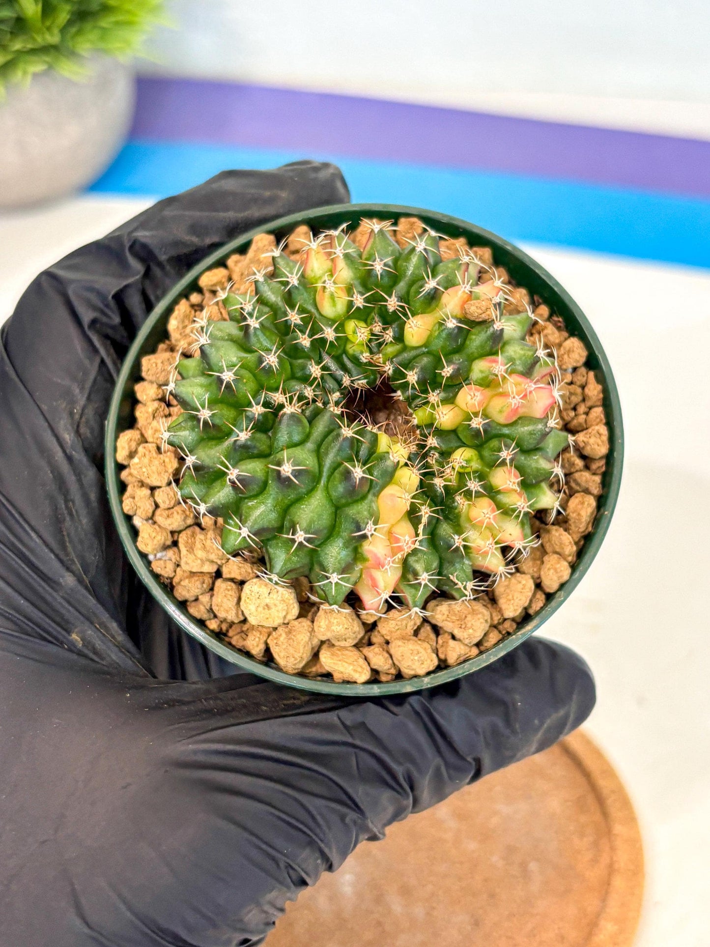 Gymnocalycium Inermis Cristata (gy9) (g1) | Variegated Cactus