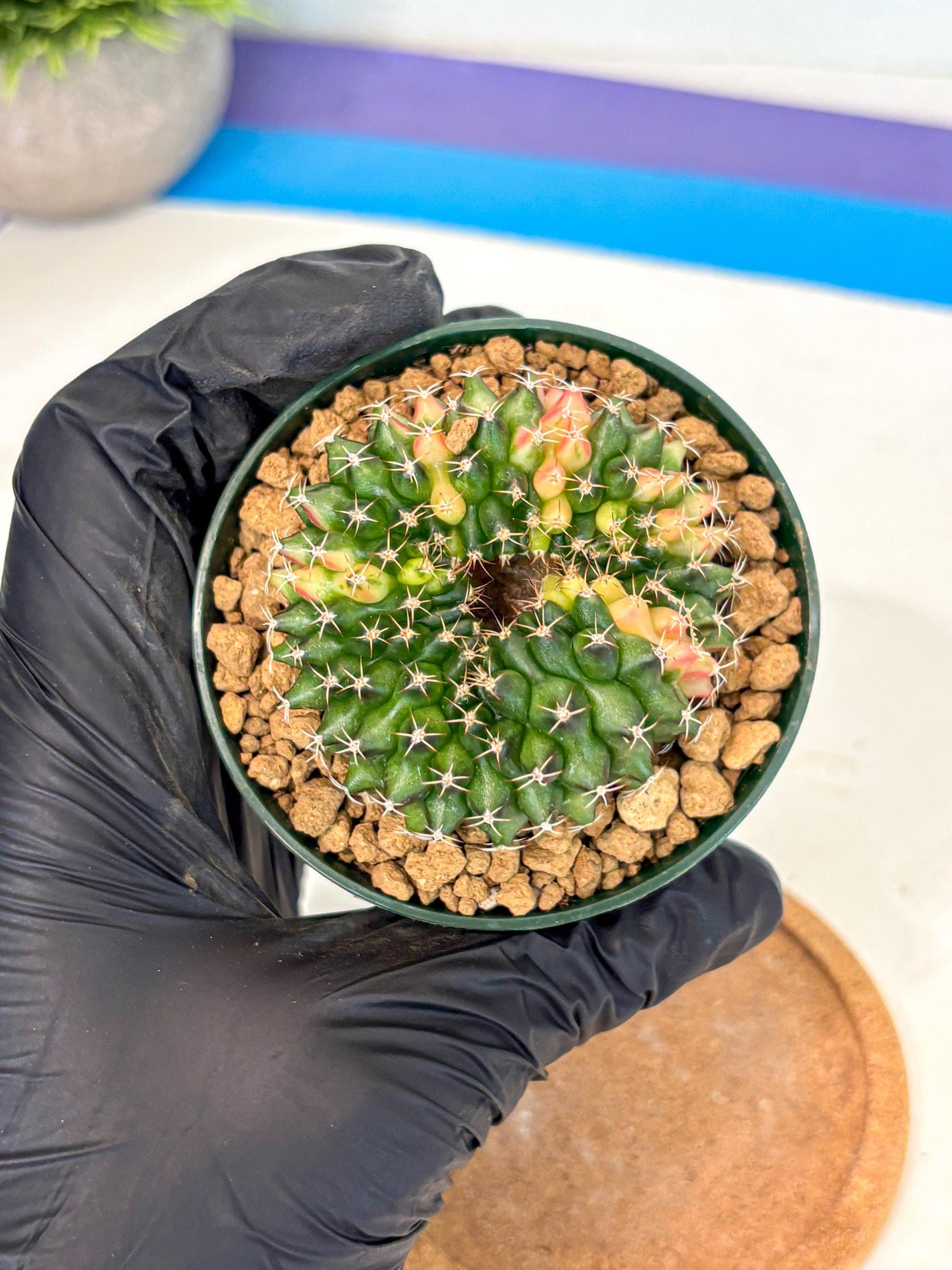 Gymnocalycium Inermis Cristata (gy9) (g1) | Variegated Cactus