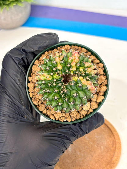 Gymnocalycium Inermis Cristata (gy9) (g1) | Variegated Cactus