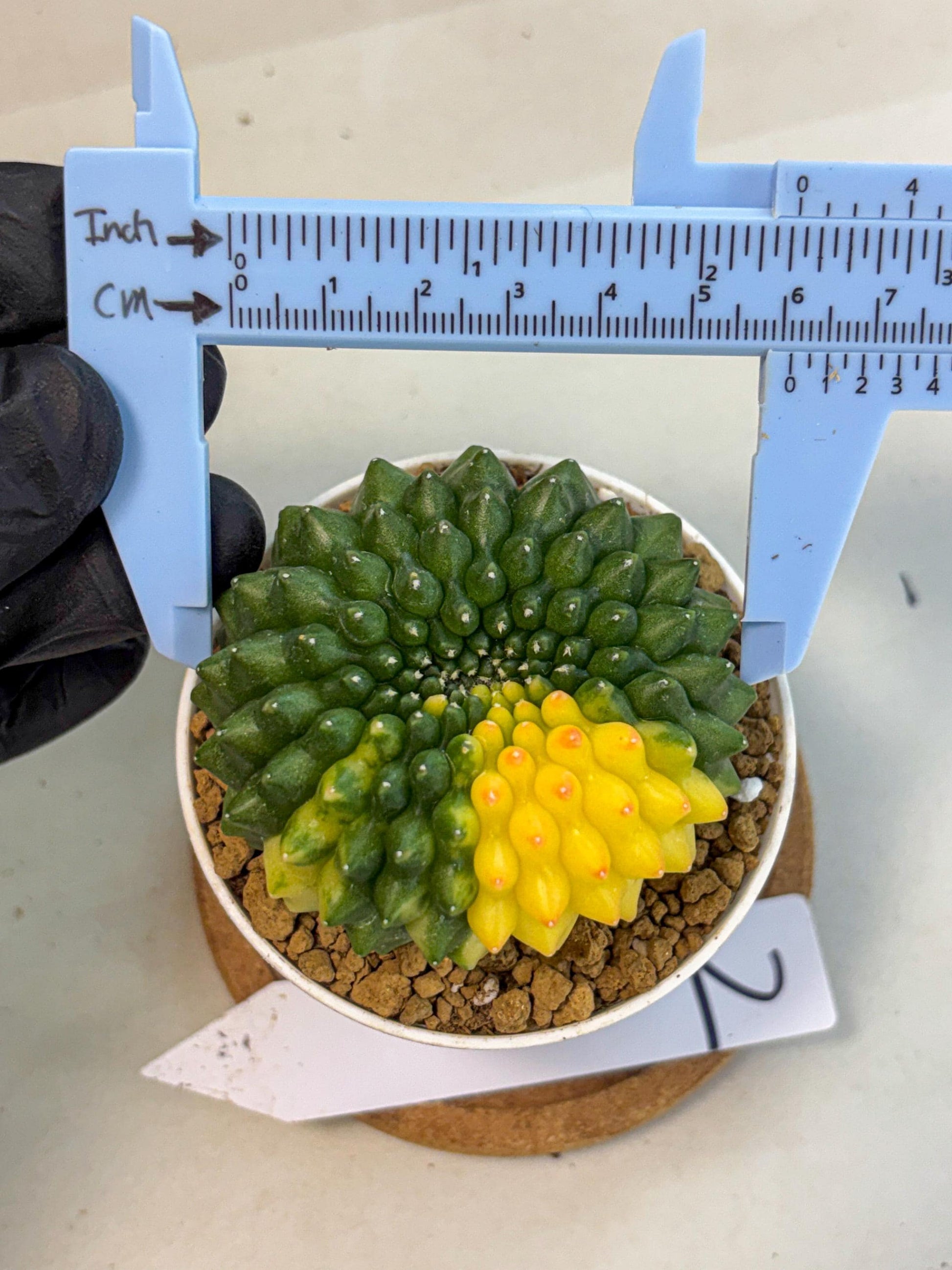Gymnocalycium Inermis Cristata (gy9) (g2) | Variegated Cactus