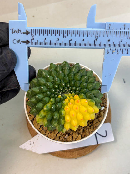 Gymnocalycium Inermis Cristata (gy9) (g2) | Variegated Cactus