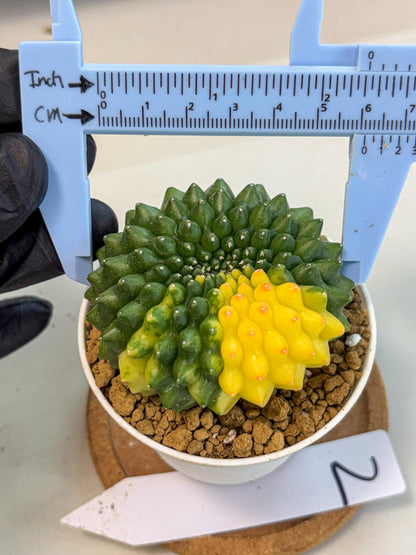 Gymnocalycium Inermis Cristata (gy9) (g2) | Variegated Cactus