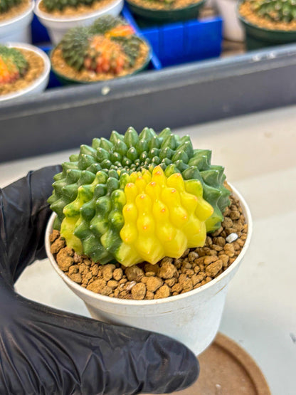 Gymnocalycium Inermis Cristata (gy9) (g2) | Variegated Cactus