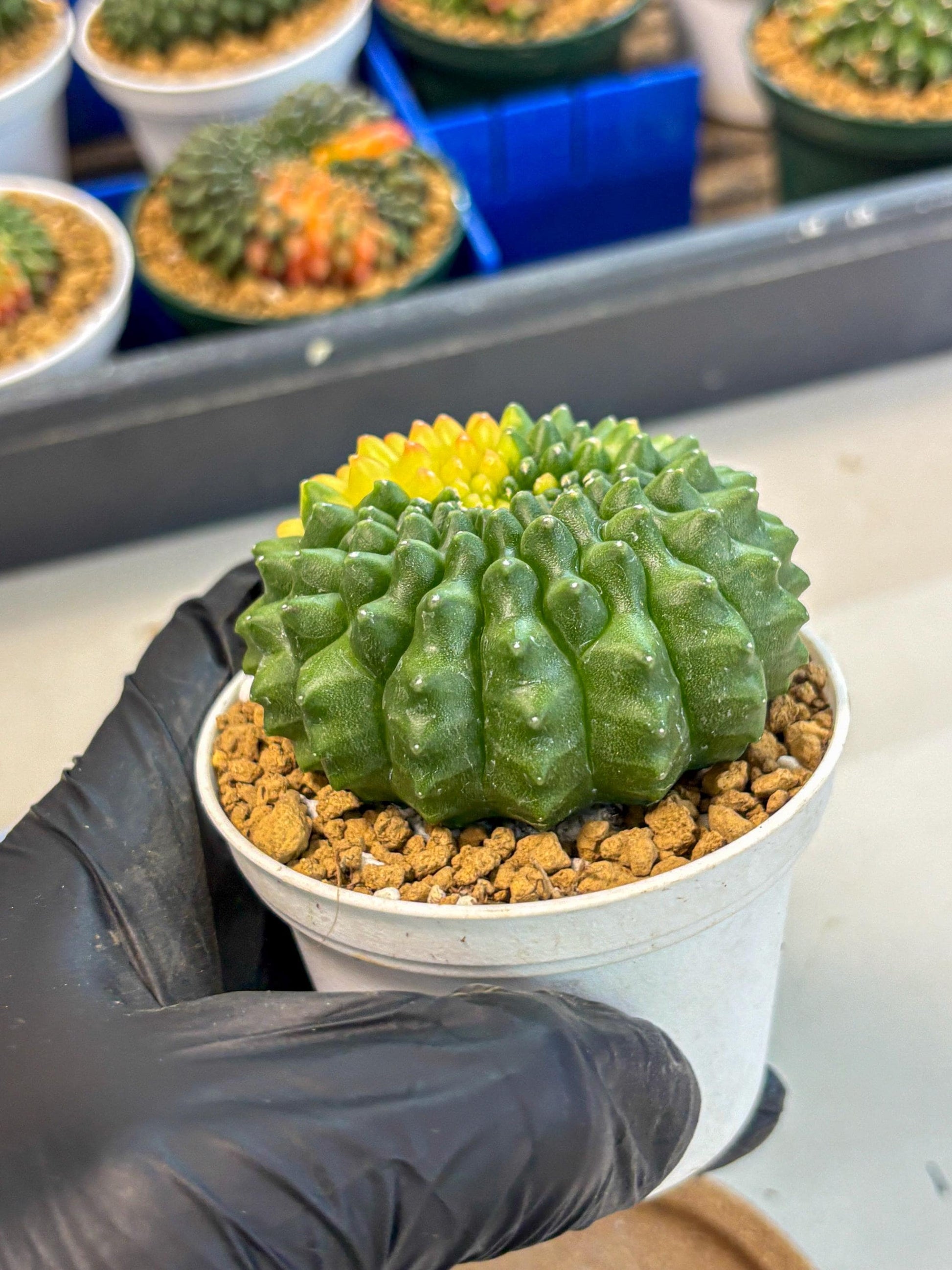 Gymnocalycium Inermis Cristata (gy9) (g2) | Variegated Cactus