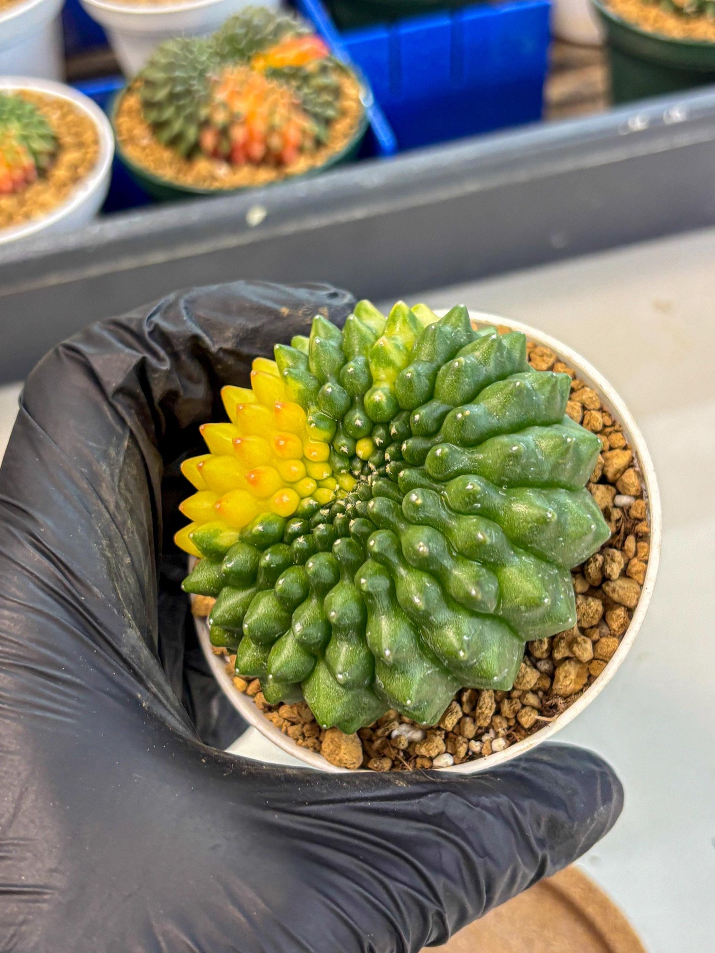 Gymnocalycium Inermis Cristata (gy9) (g2) | Variegated Cactus
