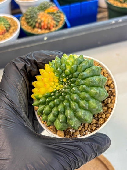 Gymnocalycium Inermis Cristata (gy9) (g2) | Variegated Cactus