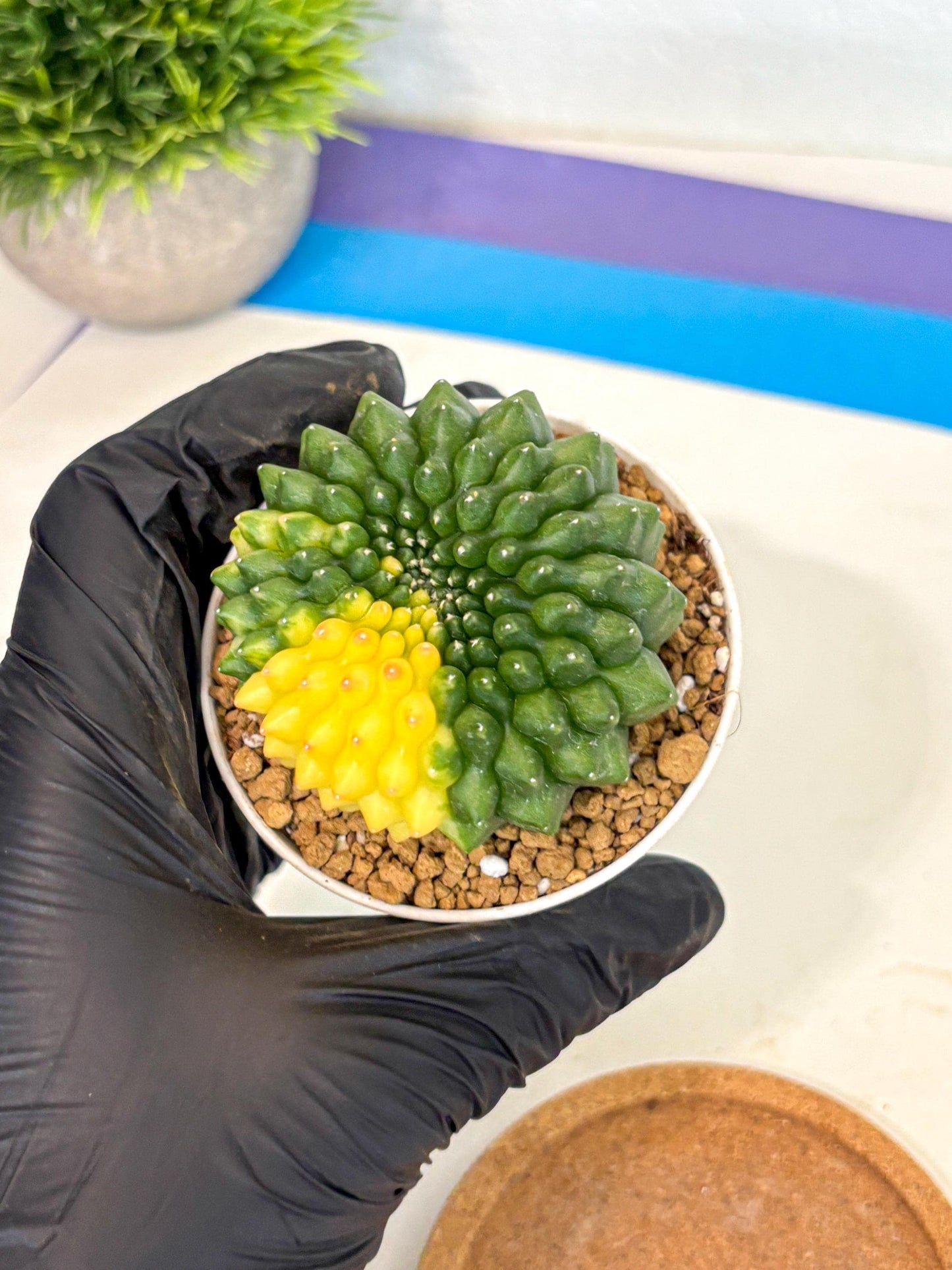 Gymnocalycium Inermis Cristata (gy9) (g2) | Variegated Cactus