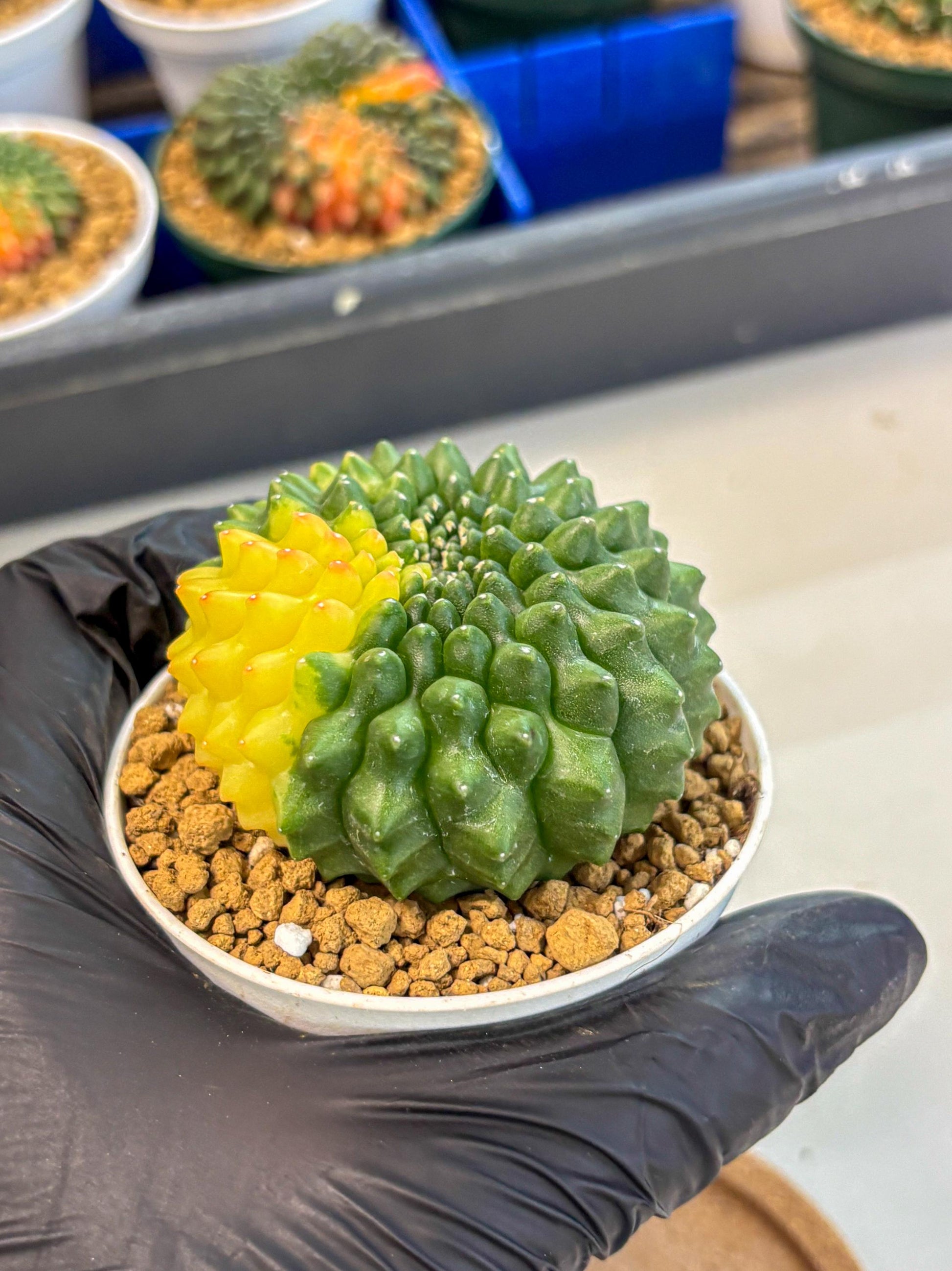 Gymnocalycium Inermis Cristata (gy9) (g2) | Variegated Cactus