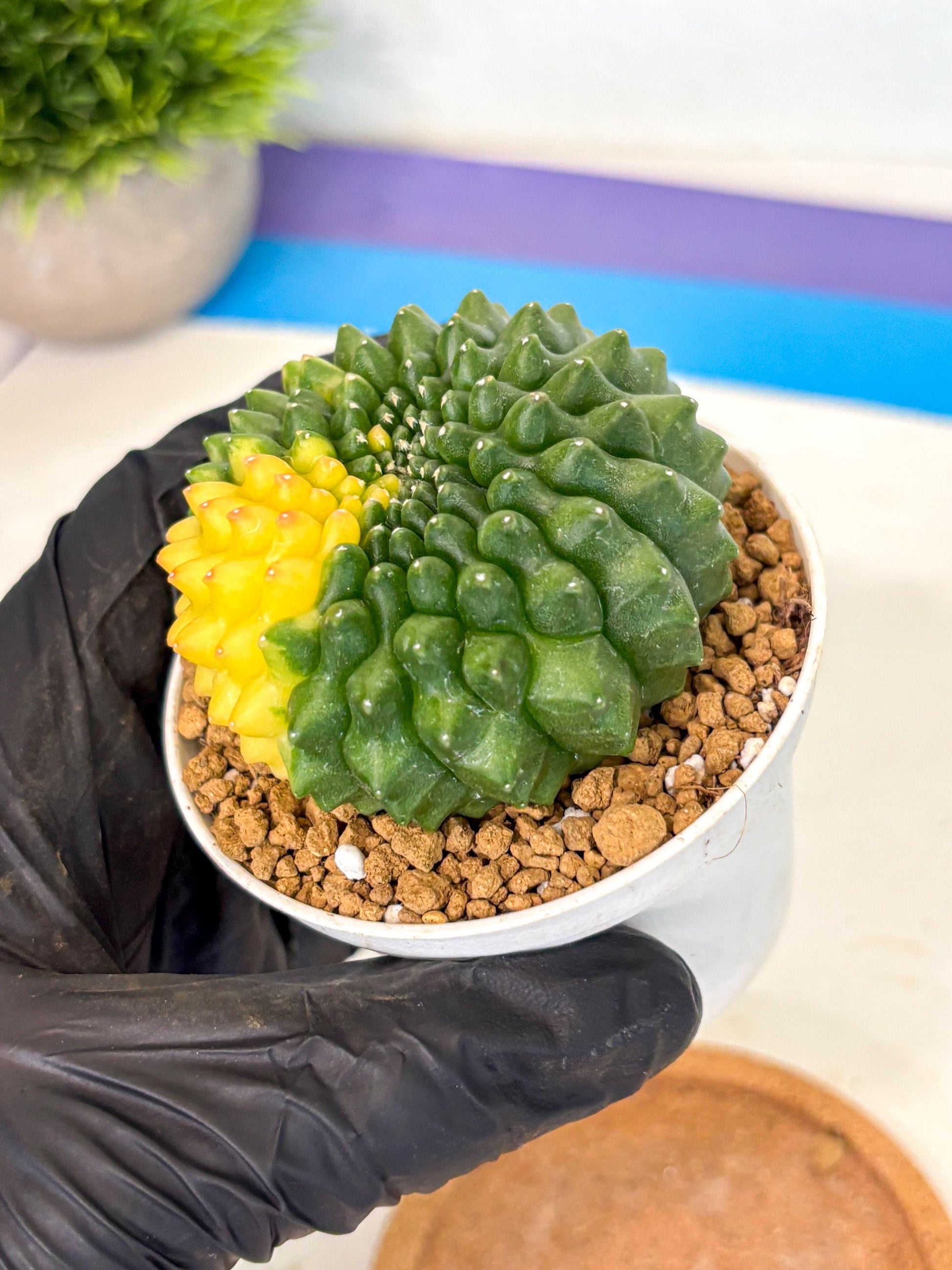 Gymnocalycium Inermis Cristata (gy9) (g2) | Variegated Cactus