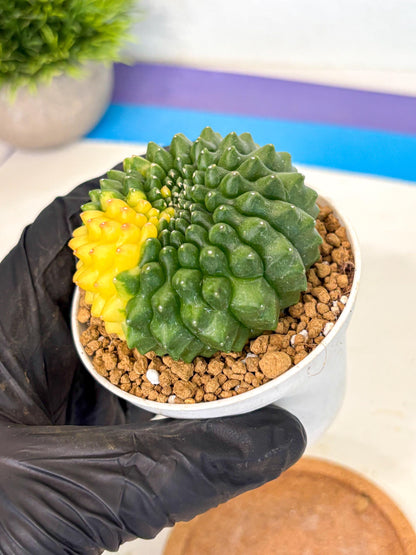 Gymnocalycium Inermis Cristata (gy9) (g2) | Variegated Cactus