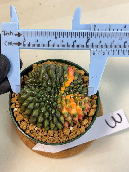 Gymnocalycium Inermis Cristata (gy9) (g3) | Variegated Cactus