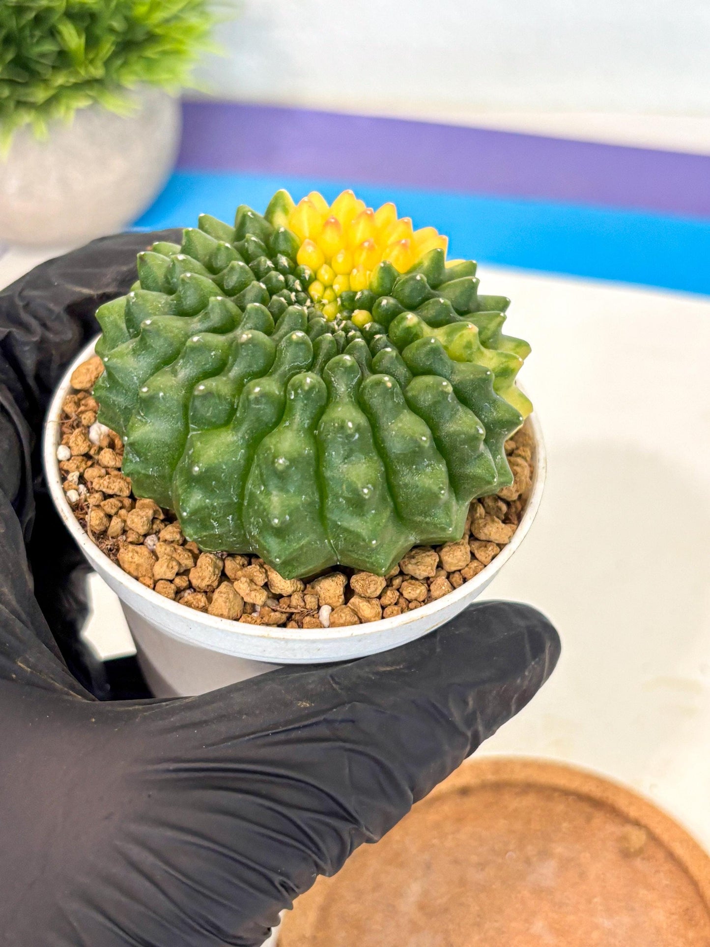 Gymnocalycium Inermis Cristata (gy9) (g2) | Variegated Cactus