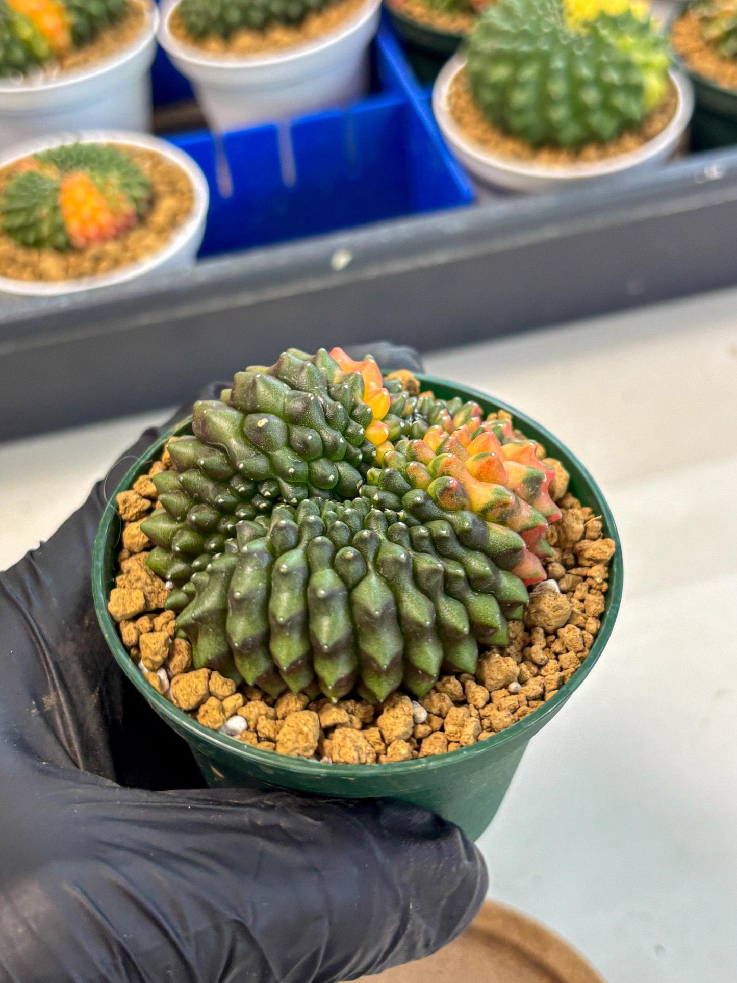 Gymnocalycium Inermis Cristata (gy9) (g3) | Variegated Cactus