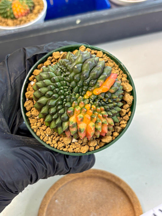 Gymnocalycium Inermis Cristata (gy9) (g3) | Variegated Cactus