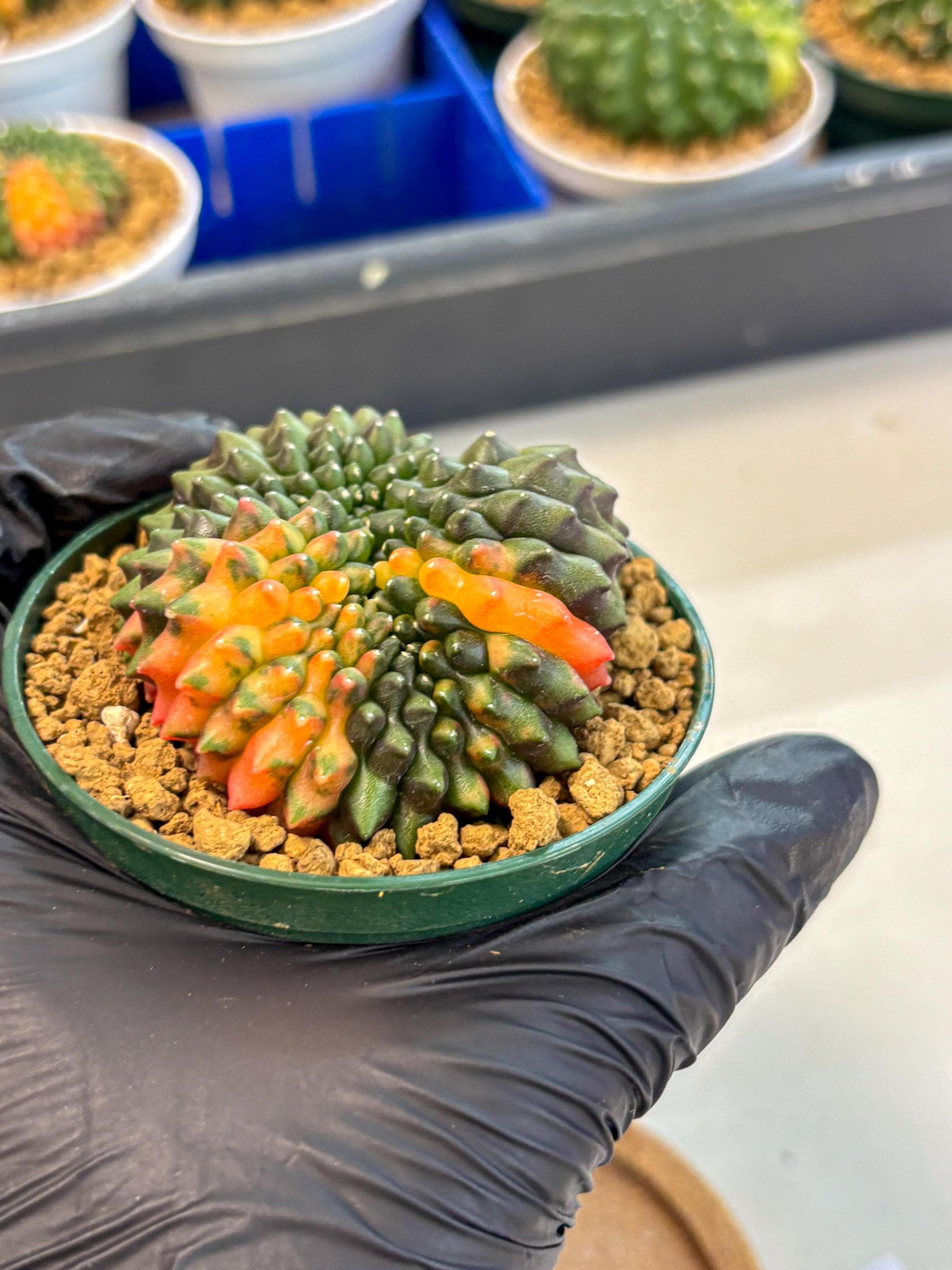 Gymnocalycium Inermis Cristata (gy9) (g3) | Variegated Cactus