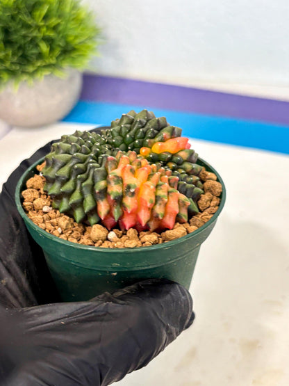 Gymnocalycium Inermis Cristata (gy9) (g3) | Variegated Cactus