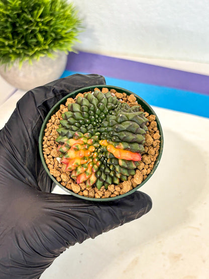 Gymnocalycium Inermis Cristata (gy9) (g3) | Variegated Cactus