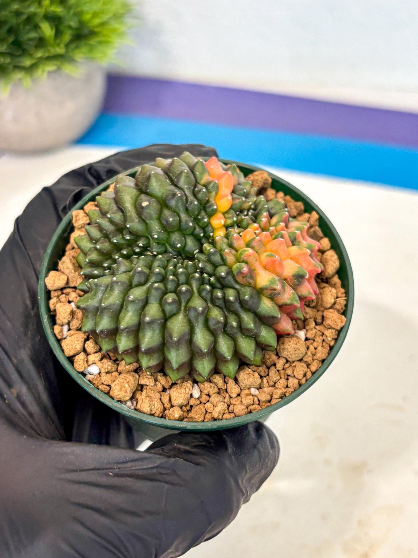 Gymnocalycium Inermis Cristata (gy9) (g3) | Variegated Cactus