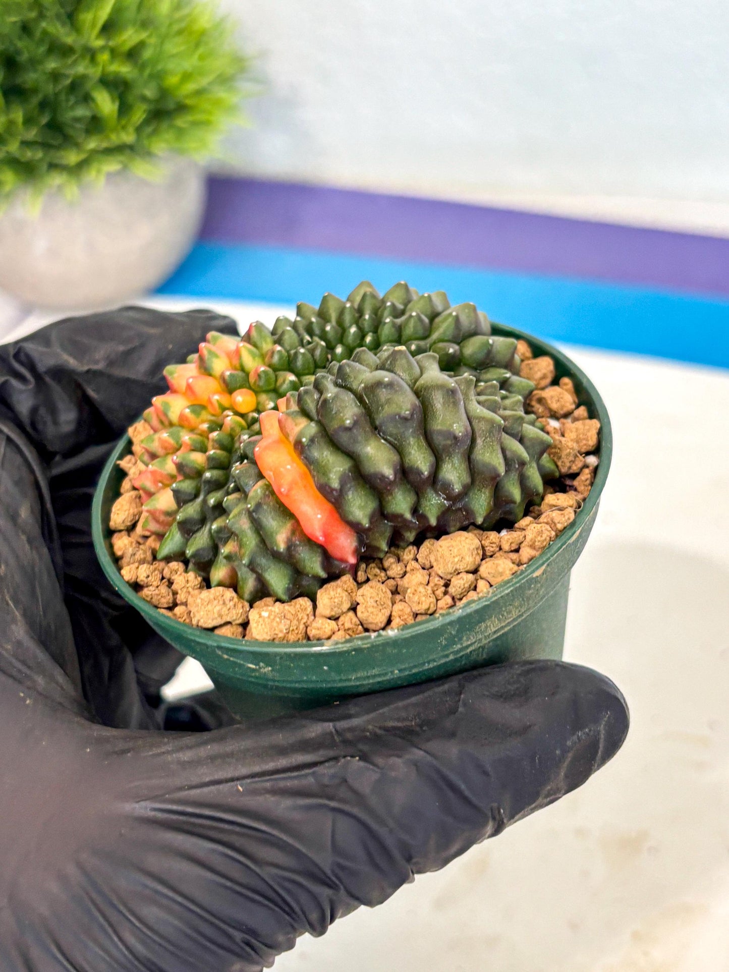 Gymnocalycium Inermis Cristata (gy9) (g3) | Variegated Cactus