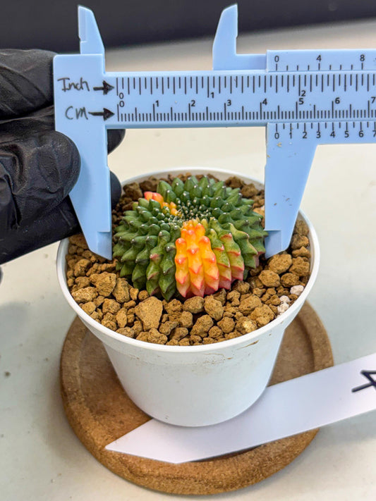 Gymnocalycium Inermis Cristata (gy9) (g4) | Variegated Cactus
