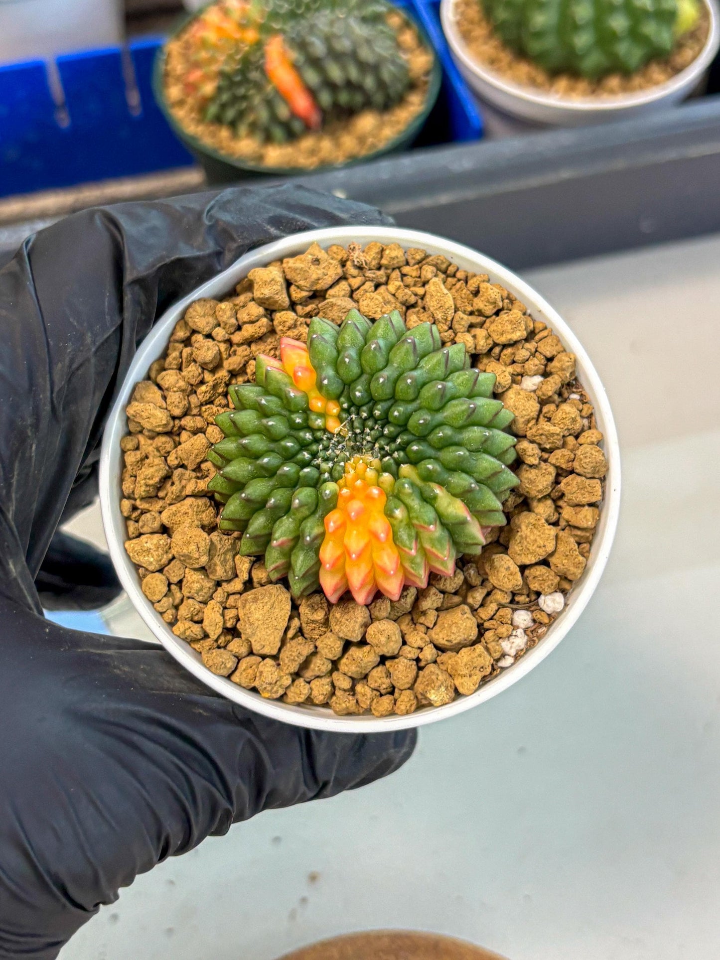 Gymnocalycium Inermis Cristata (gy9) (g4) | Variegated Cactus