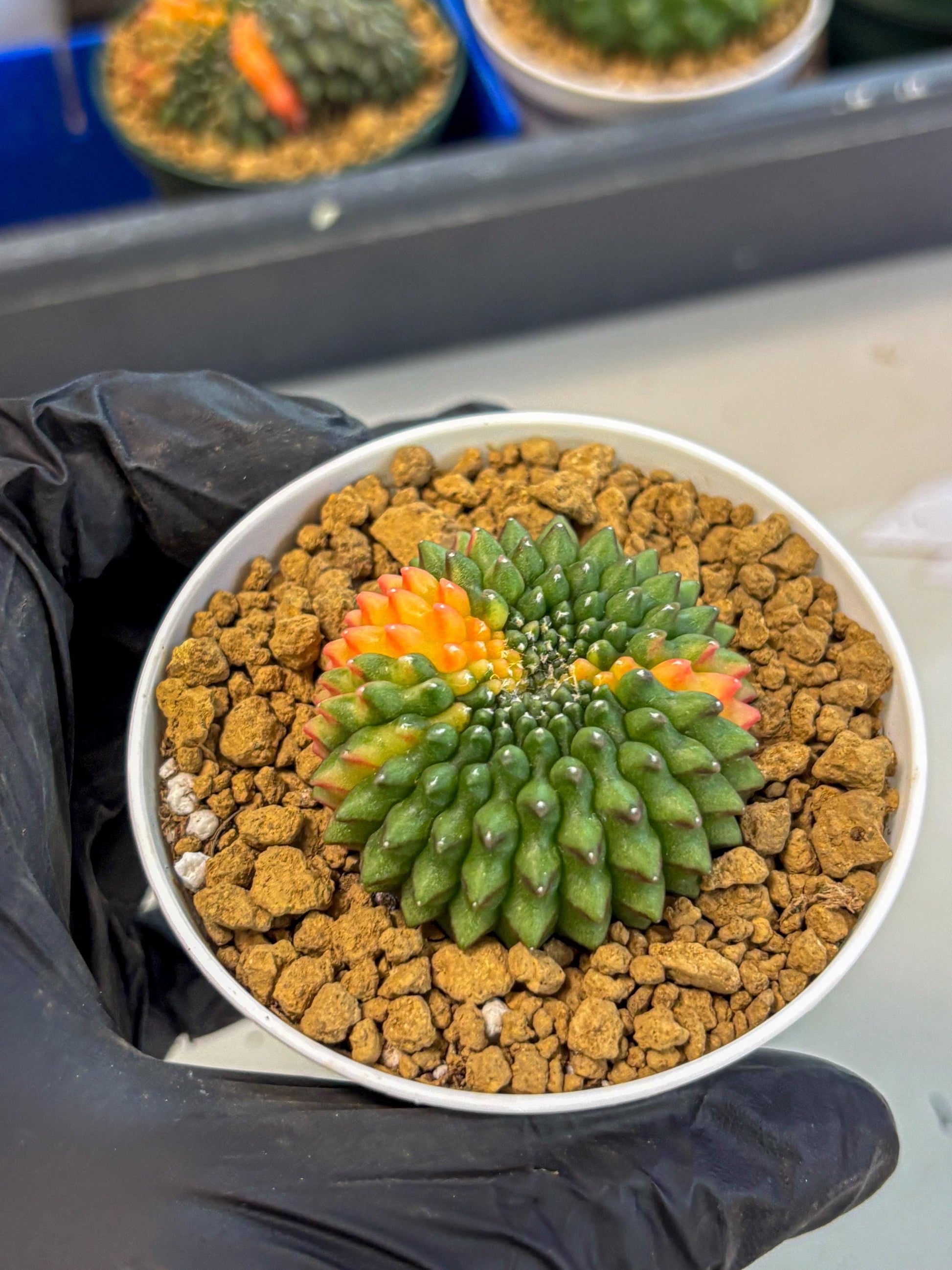 Gymnocalycium Inermis Cristata (gy9) (g4) | Variegated Cactus