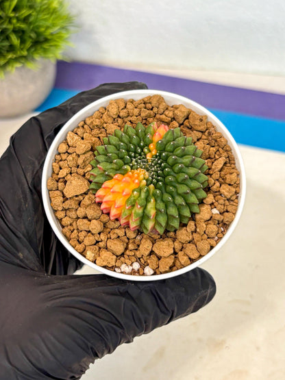 Gymnocalycium Inermis Cristata (gy9) (g4) | Variegated Cactus