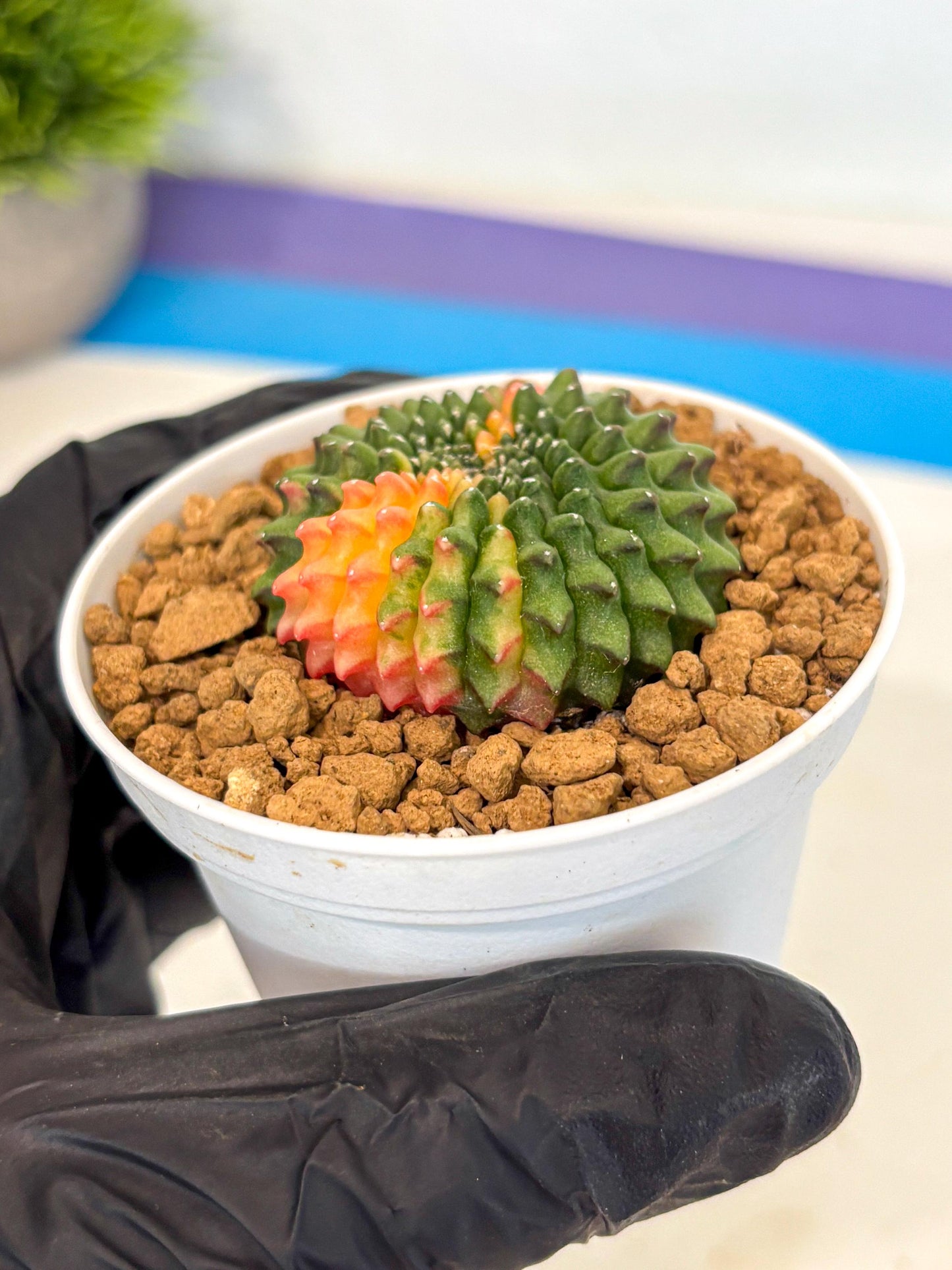Gymnocalycium Inermis Cristata (gy9) (g4) | Variegated Cactus